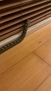 Snake in bedroom 1:30am 🙈🐍 I was called out to a home in Tewantin the other night to relocate this non venomous carpet python from inside their bedroom! Obviously under the bed while you’re trying to sleep isn’t ideal 😝 Enjoy folks 🐍 Luke 0499920290 😎🐍 #lukethesnakecatcher #snake #snakecatcher #noosa #sunshinecoast #carpetpython #bed | Snake Catcher Noosa 24/7 Luke the Snake Catcher