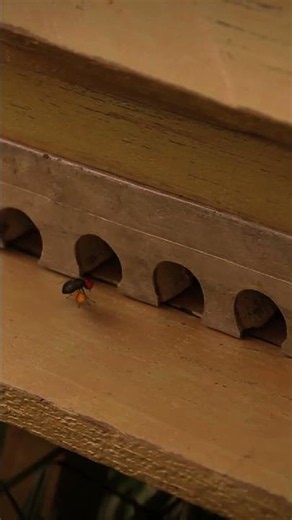 Honey Fly | Minuscule | S02E08