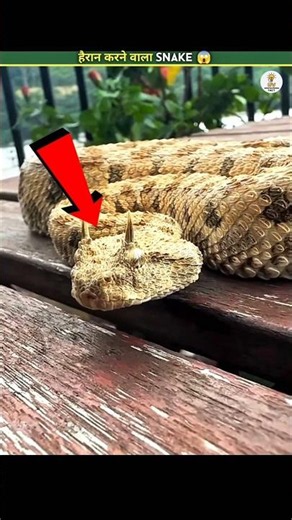 The Snake With Horns! 😨