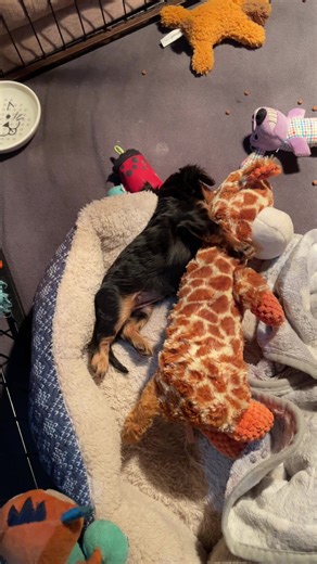 Tinkerbell hugging her giraffe while sleeping!! She a little angel!! #cavalierkingcharlesspanielpuppy #puppy