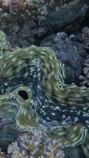 Giant Clam Reflex Triggered 🐚🌀🌊