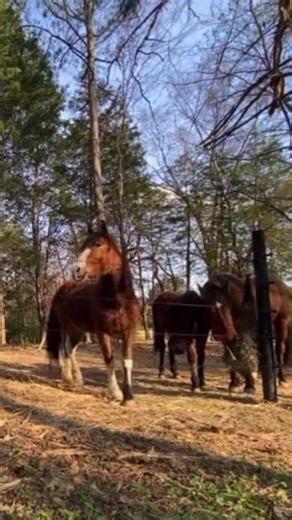 An unobstructed view so that you can always see your herd. #finishlinefence #horses #equestrian #fence #horsefence