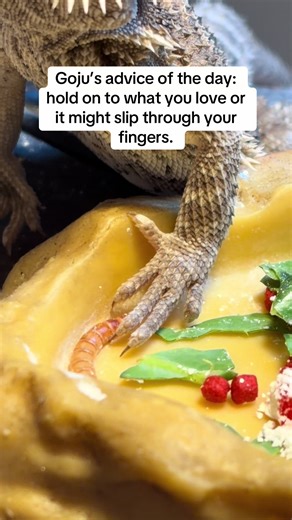 You never know what you’ve got til it’s gone! #beardeddragon | Bearded Dragon