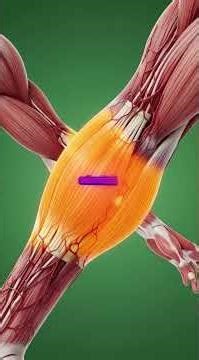 Pizza Enters Your Body… The Result Is SHOCKING 🍕🧠 #3d #facts #science #pizza #shorts #short