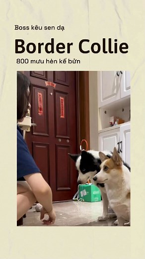 339K views · 6.3K reactions | Khi Border Collie áp dụng 800 mưu hèn kế bửn Bà má dặn 2 đứa nhỏ là không được ăn thịt khô cho tới khi má quay lại. 2 nhỏ thèm quá trời. Xong nhỏ border collie nghĩ ra cách để vừa ăn vụng thịt khô, vừa đổ tội cho nhỏ corgi. Corgi nhỏ chắc không ngờ tới luôn, lãnh đủ mà không kịp thanh minh  #cutedog #bordercollie #trendingreelsvideo | Boss Kêu Sen Dạ | Facebook