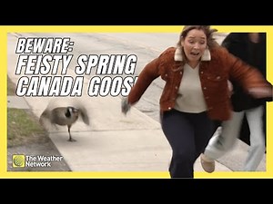 Goose Attacks Reporter as Students Deal With ‘Terror’ Bird Outside House