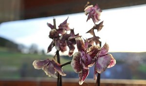 Gardeners' World: Orchid expert talks caring for Phalaenopsis