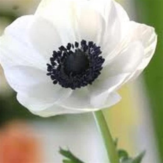 White Anemone Flower 20  Seeds • Perennial • Elegant Spring Blooms - Etsy