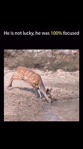 117K views · 1.4K reactions | Survival 略 | Crazy Videos | Facebook