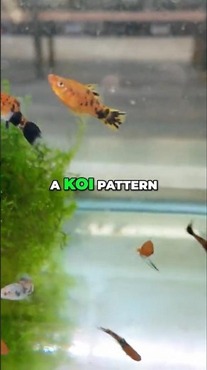 Stunning KOI Swordtails | Phenomenal Color + Patterns