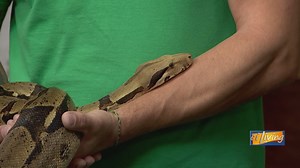 Meet Max: The Amazing Boa Constrictor at Scovill Zoo