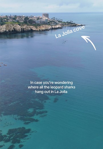 Kayak, Paddleboard & Snorkel with Leopard Sharks in La Jolla