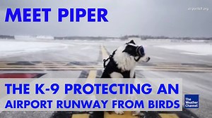 43M views · 563K shares | This dog takes airport security to a new level. | The Weather Channel | Facebook