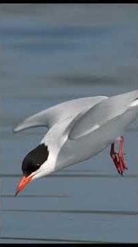 How Terns Catch Fish in a Split Second #seabirds #birds #birddocumentary
