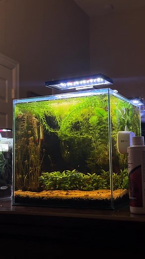 a small update on my 6 gallon betta tank that i set up a month ago ! hope you like how it looks now !! #bettafish #fishtok #plantedtank #fishkeeping #aquarium