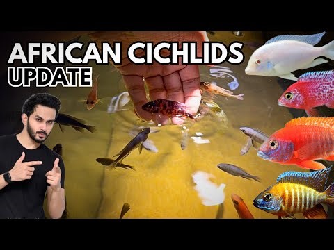 I Checked on My African Cichlids… Didn’t Expect This! African Cichlids Update - Imran’s World