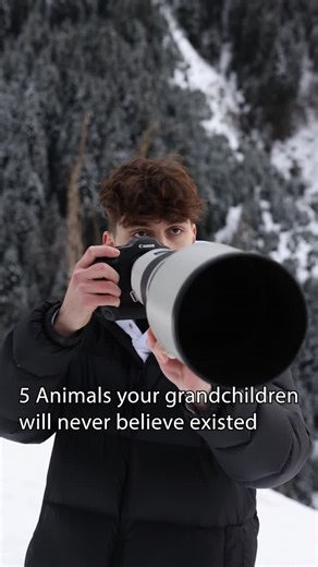 Constantin Freiberger | wildlife on Instagram: "Before they pass away! 🐅 Bengal Tiger The Bengal tiger is one of the most iconic animals on Earth — and still, it’s fighting for space. Forests are being cut into smaller and smaller islands. Prey becomes harder to find. Add poaching and illegal wildlife trade, and you get a species that’s constantly surviving rather than thriving. 🐕 African Wild Dog They’re one of Africa’s most efficient hunters, but they’re also one of the most misunderstood. W