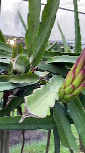 Flower induced with 9watts LED bulb | Victoria Farm