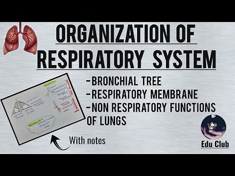 Organization Of Respiratory System || Bronchial tree | Respiratory membrane | Non Respiratory functn