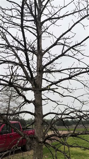 Concordia Oak Trees: A Rare Three-Way Cross