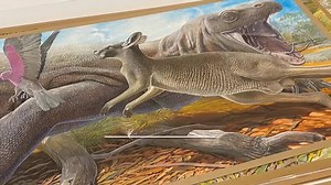 Sneak-peek behind the scenes of our Australian MEGAFAUNA special exhibition Stop in at the Visitor Centre to see the display of these original large-scale paintings of Australia’s Megafauna by wildlife artist, author and paleontological illustrator, Peter Schouten AM. Peter Schouten has an international reputation for his specialised area as a Paleontological Reconstructionist, which is the rebuilding of a fossil species. David Attenborough termed his skills as “rare and precious” and among the 