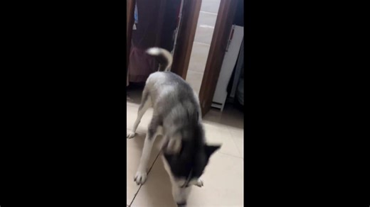 A Sneezing Husky