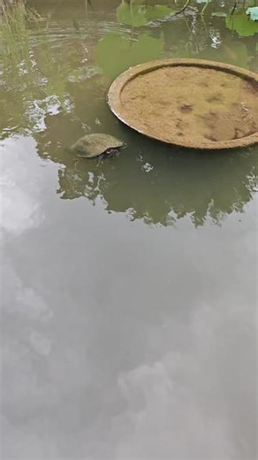 一年多没见的小乌龟，还以为你偷跑出去再也见不到了。今天看你还游荡在水池里，可把我乐了😊感觉这些小动物都好通人性，还能听懂几句跟你小小互动，像不像你家的小宝宝呀🌹
