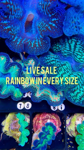Live Sale Clams for Saturday and Sunday, April 12 and 13th 4:30 PM Pacific standard time. Come and join us! | Clam Mania