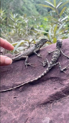 Amazing Lizards and Toads in the Wild!