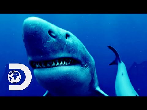 How Did A Supernova Make The Megalodon Shark Extinct? | How The Universe Works