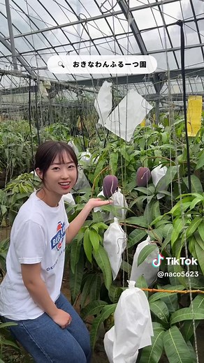 沖縄北部観光スポットまとめ｜この夏のおすすめ