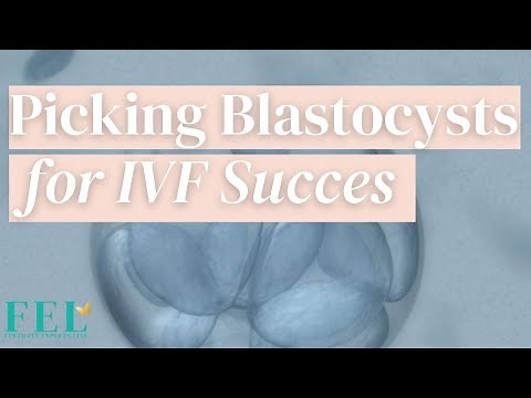 Hatching Blastocyst Success Rates