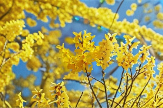 10 Weeping Forsythia Seeds – Golden Bell Ornamental Shrub - Etsy