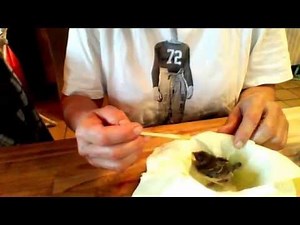 Nourrir un bébé moineau