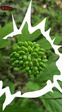 Wow~ The berries on this 5-leaf wild ginseng are the size of a fist!!