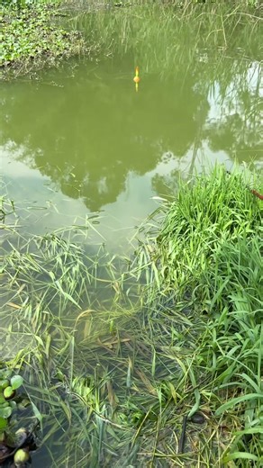The King Bundle fishing technique is impressive The joy of fishing is only understood by anglers