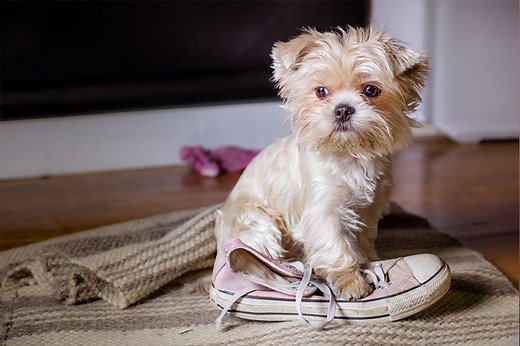 12 Must-Dos To Puppy Proof Your Home | Petbarn