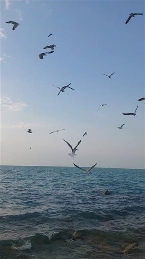 Calm & Natural Seagull Sounds 🕊️ | Relax, Deep Sleep & Stress Relief#beach #nature #meditationmusic