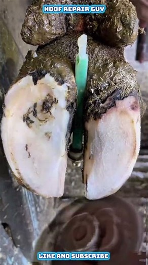Severe Hoof Abscess Removal | Extreme Hoof Repair #hoofrepair #satisfying
