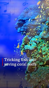 Scientists are playing sounds underwater to trick fish into coming back to dead coral reefs - and it's working. Here's why. https://bbc.in/3PV6X60 | BBC World Service