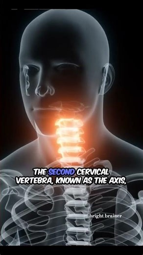 🧘‍♂️The very first bone in your neck is called the atlas.🦴