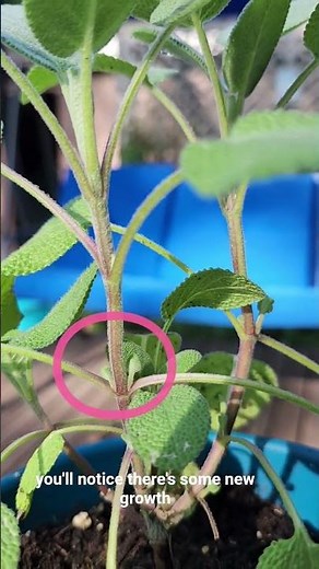 How to trime a Sage Plant. #garden #Sage #Sageplant #pruning #homestead #Gardening