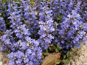 アジュガの種類・品種まとめ｜特徴や育て方、お手入れ方法も紹介 | HanaSaku