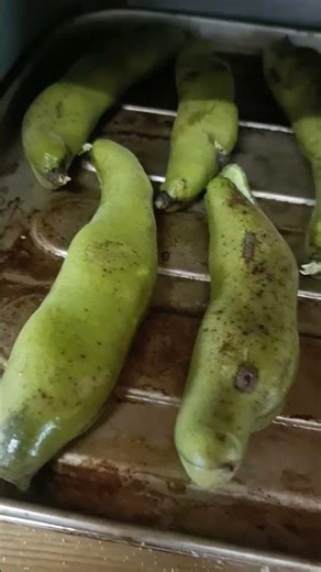 早生ソラマメを収穫して鞘のままオーブンで焼いてみたよ