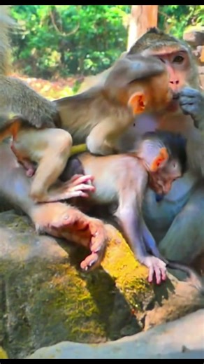 Monkey species: Baby monkeys have been taught not to take food from older monkeys.