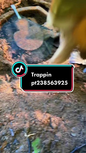 Trapping Foxes in the Wild: A Guide to Setting Up Fox Traps