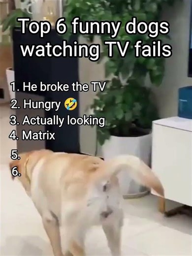 Top 6 Funny dogs watching TV fails 🤣🤣#dogs #funny #fails #ranking