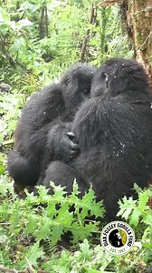 51K views · 3.1K reactions | The bond between two gorillas is amazing. Here we have Umusaruro and Alemu Ingirakamaro holding each other and looking into each other’s eyes. They are both 4 years old and only two month apart. #conservation #mountaingorillas #savinggorillas : Cedric Ujeneza | Dian Fossey Gorilla Fund | Facebook