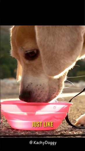 The Importance of Hydration in Dogs: How Much Water is Enough #shorts