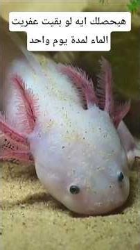 هيحصلك إيه لو بقيت عفريت الماء ليووم واحد#معلومات #اكسبلور #animals #facts #wildlife #معلومات_غريبة